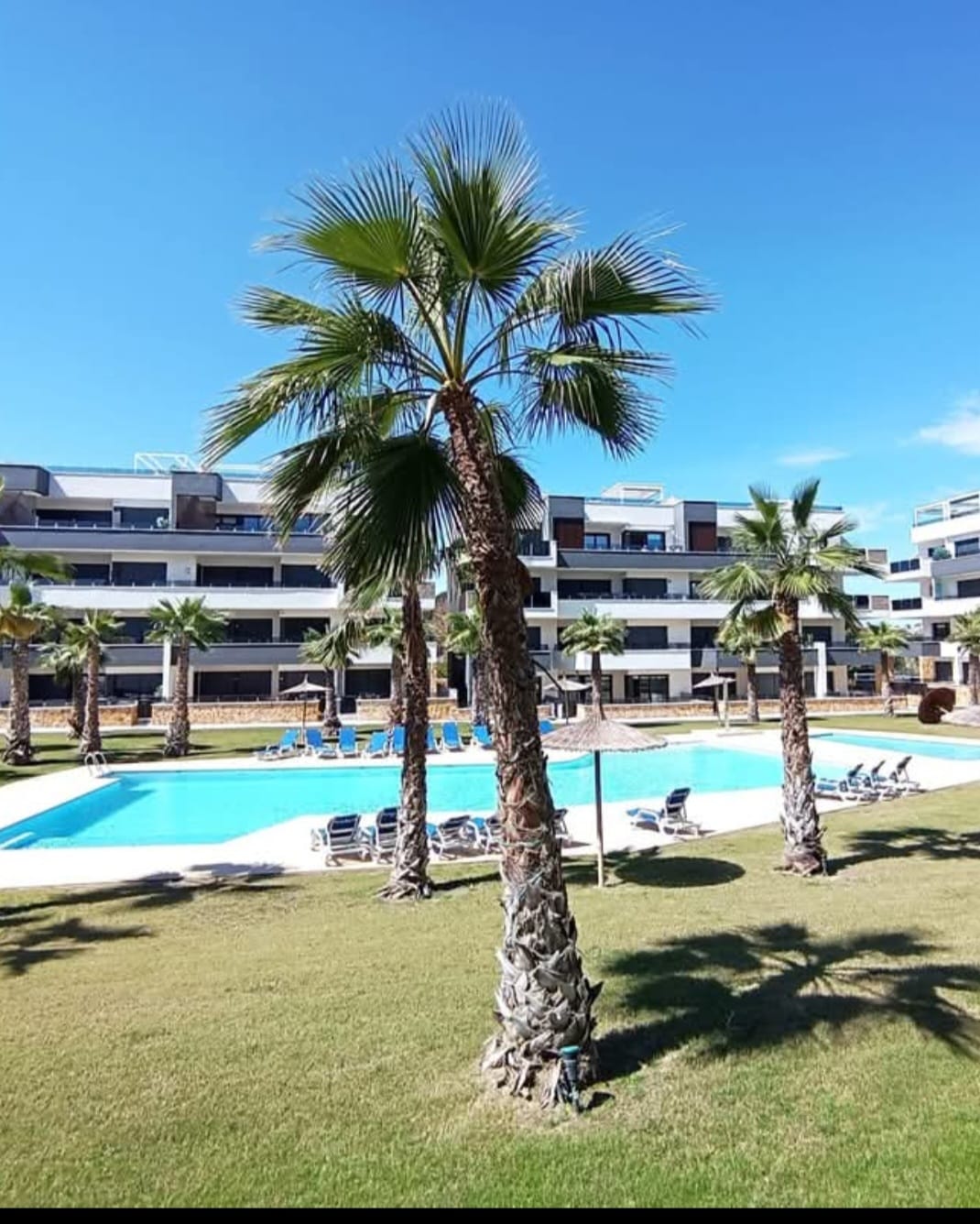 Palmtuin en zwembad van de residentie